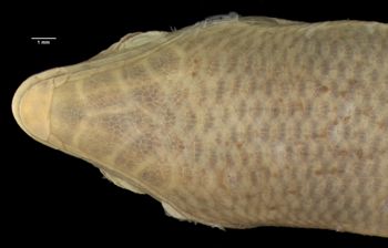 Media type: image;   Herpetology R-46957 Aspect: head ventral